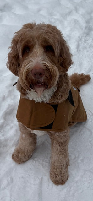 Wicked Irish Carhartt Dog Chore Coat